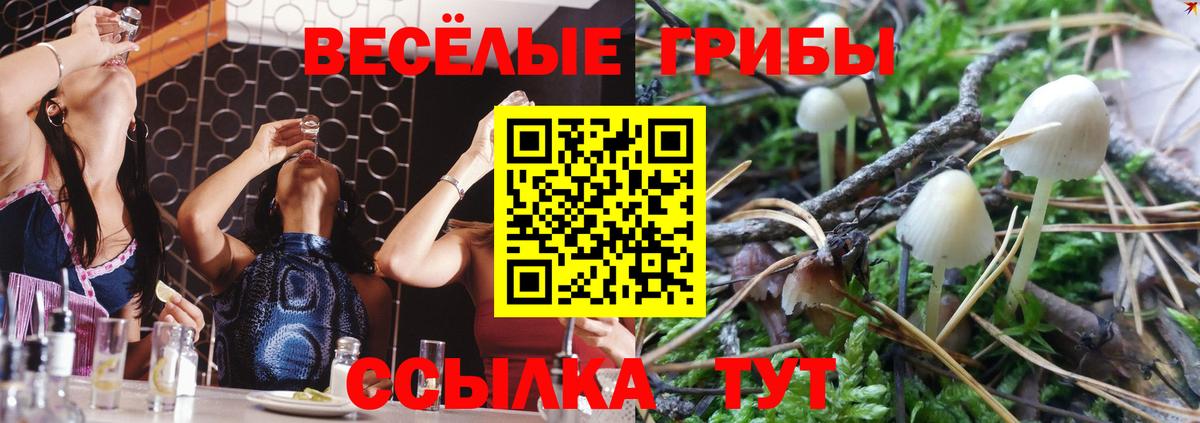 купить   Егорьевск  Галлюциногенные грибы Psilocybe 
